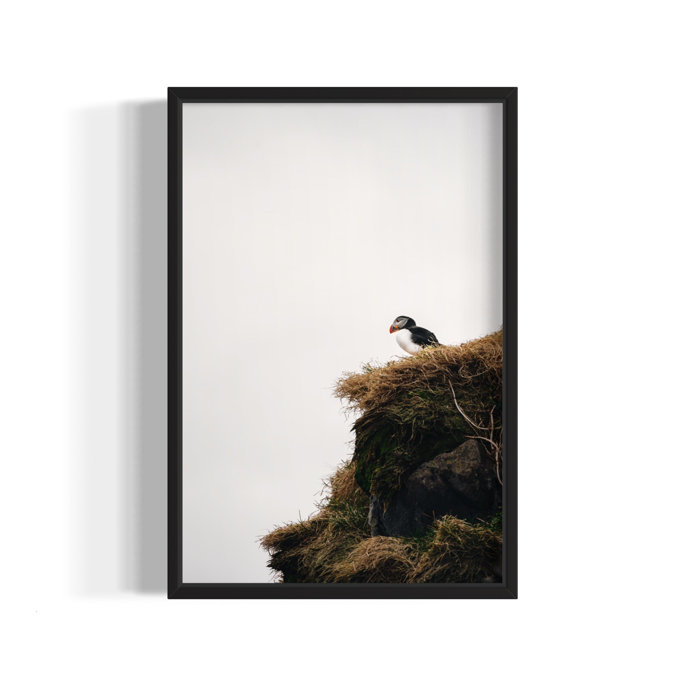 Puffin