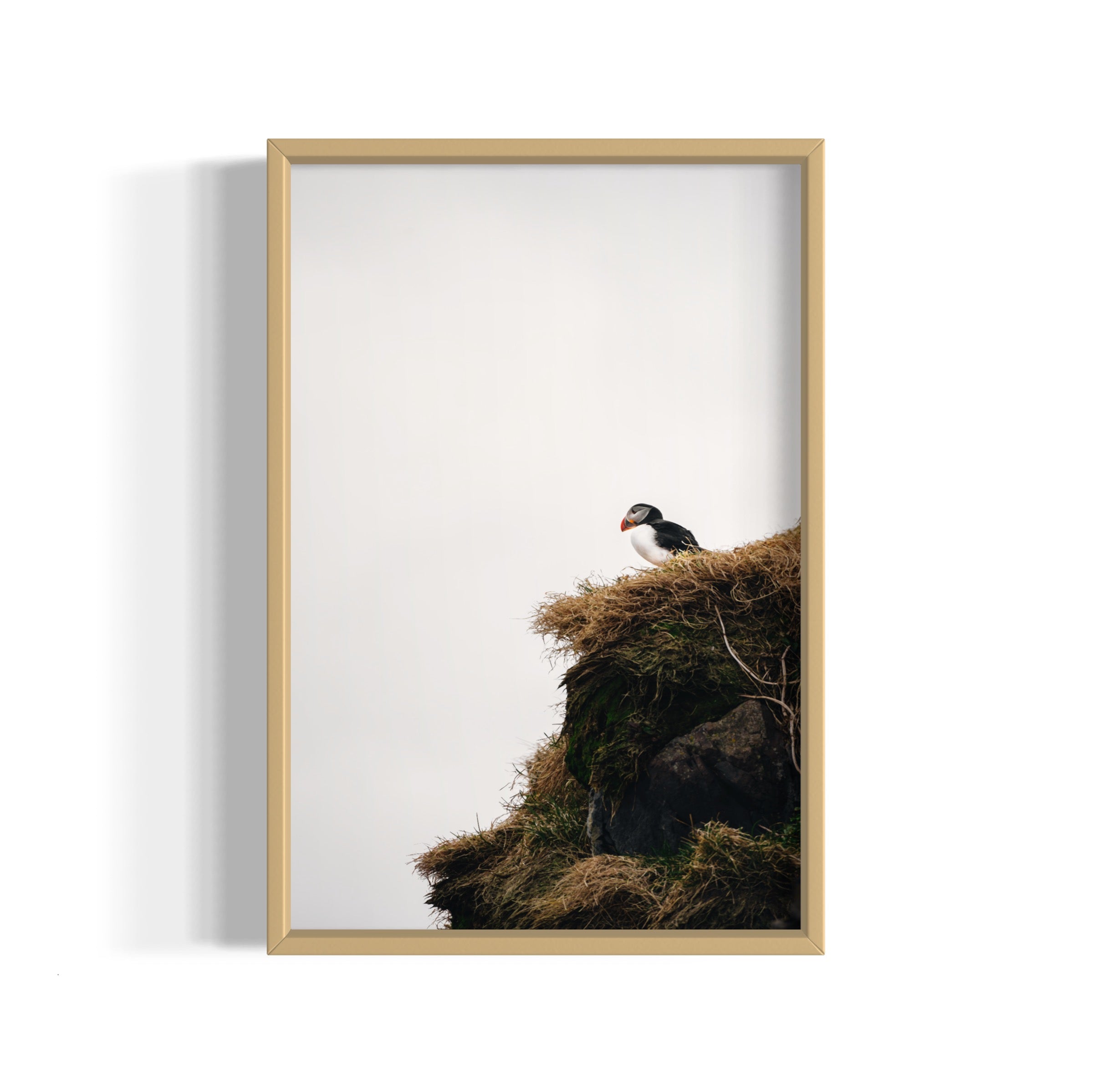 Puffin