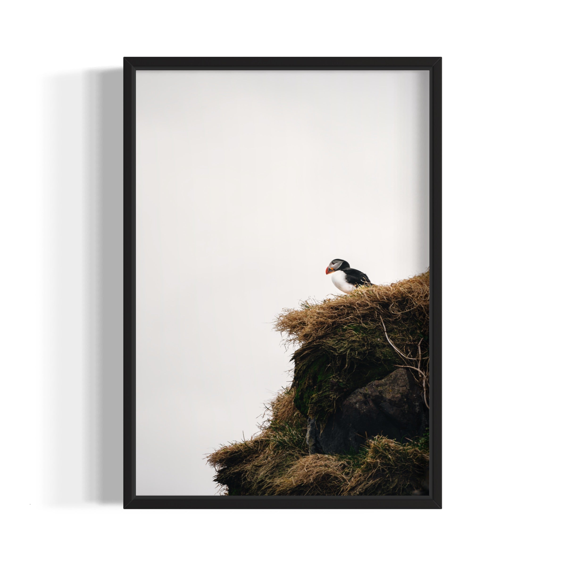 Puffin