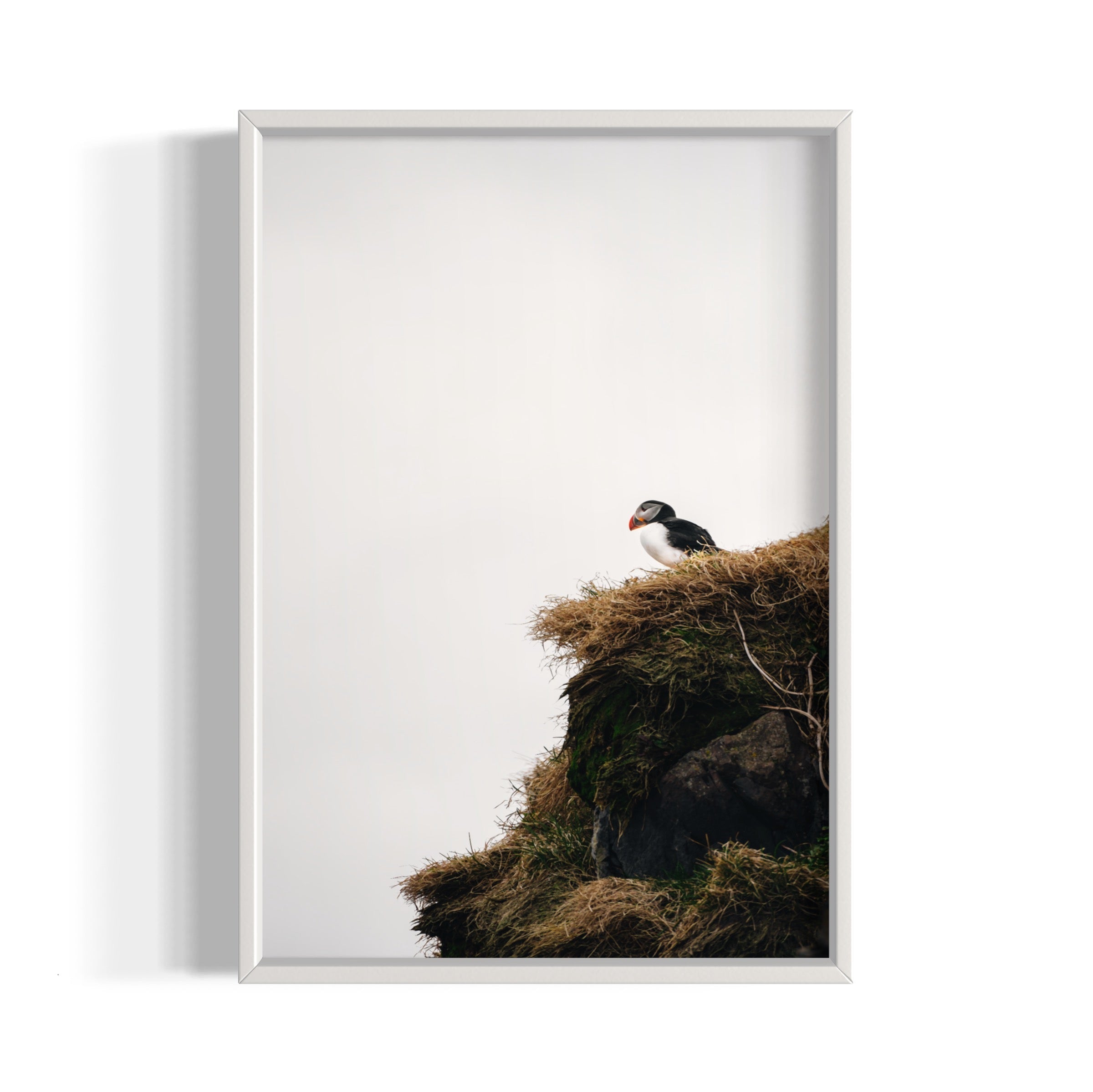 Puffin