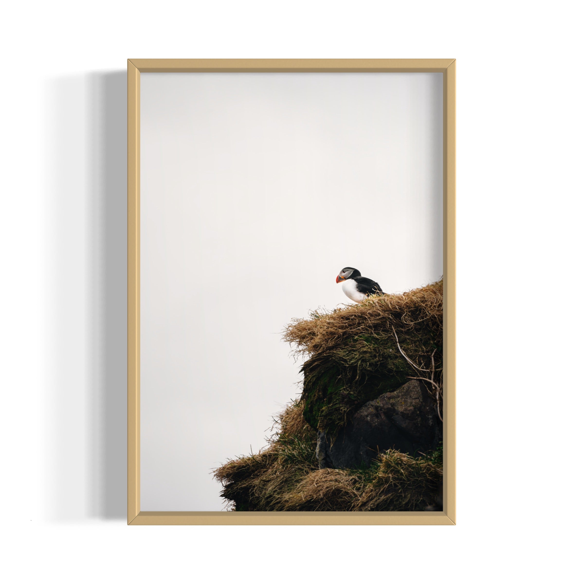 Puffin