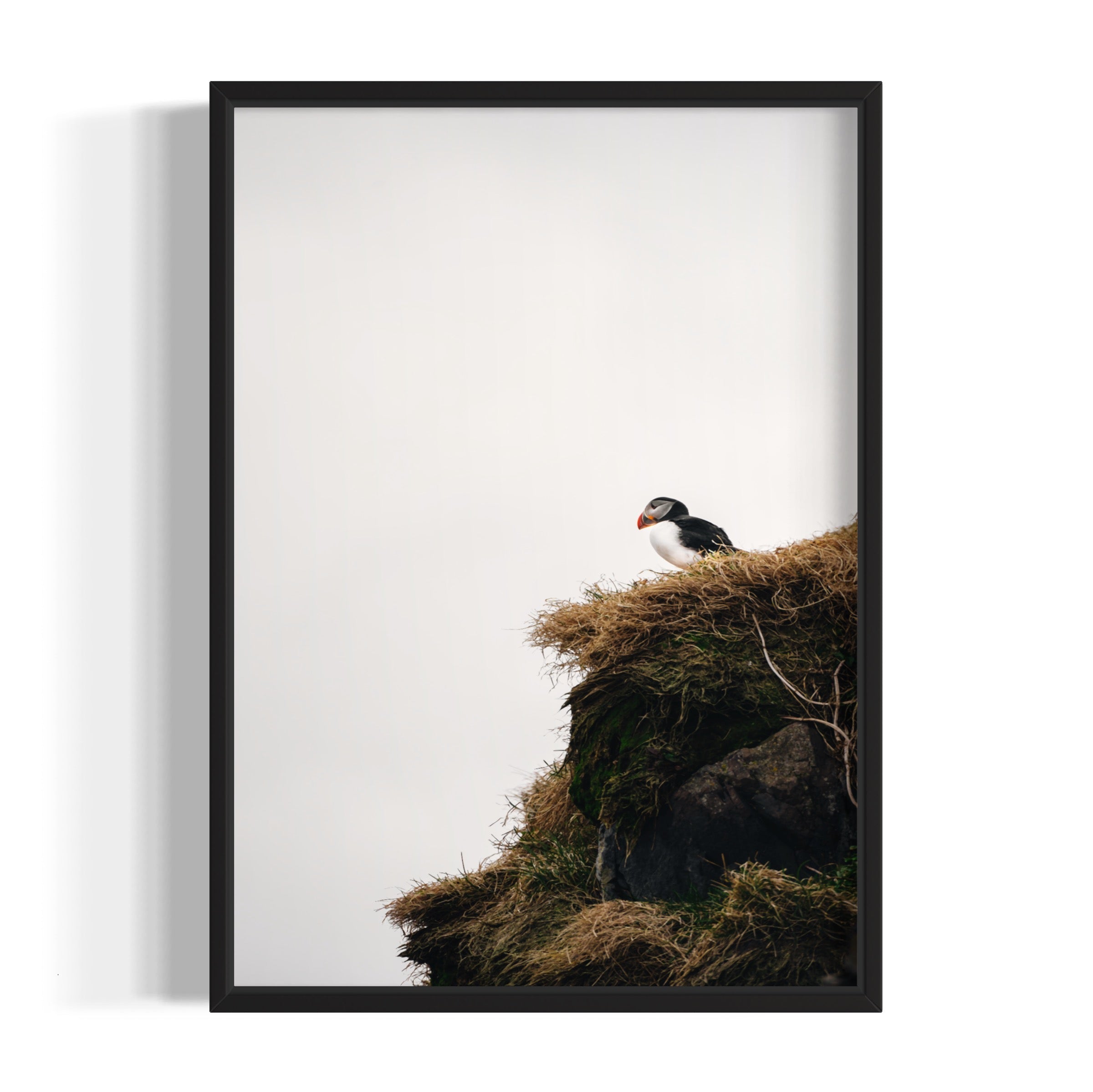Puffin