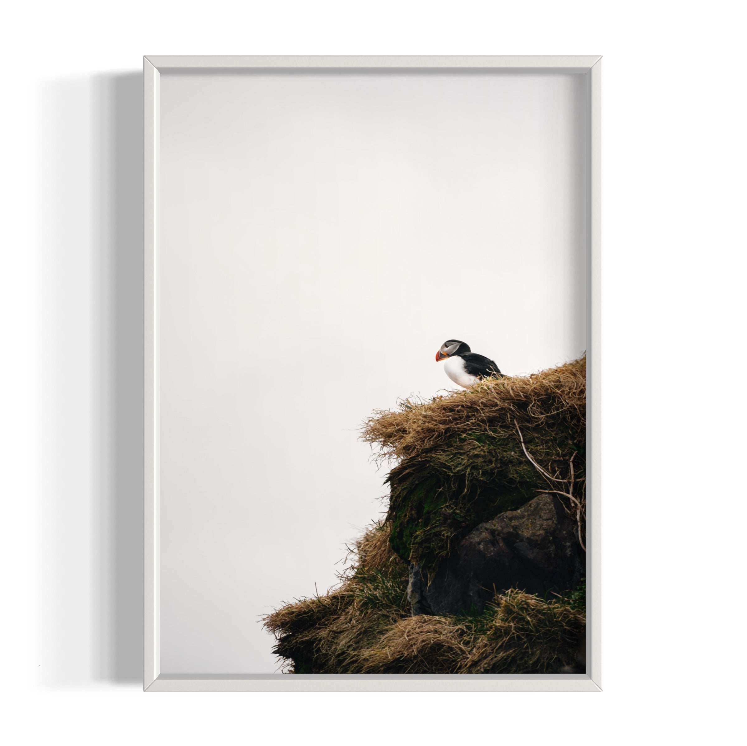 Puffin