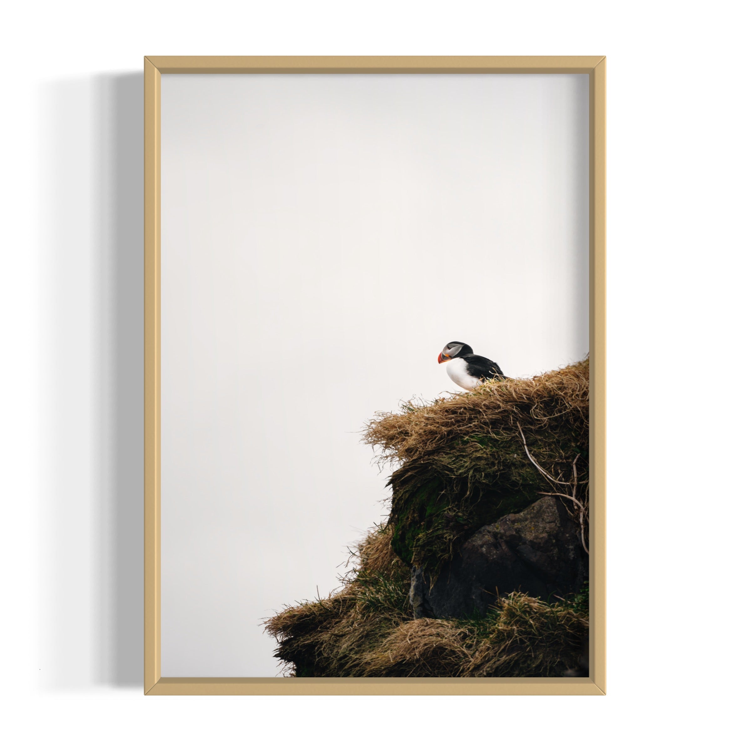 Puffin