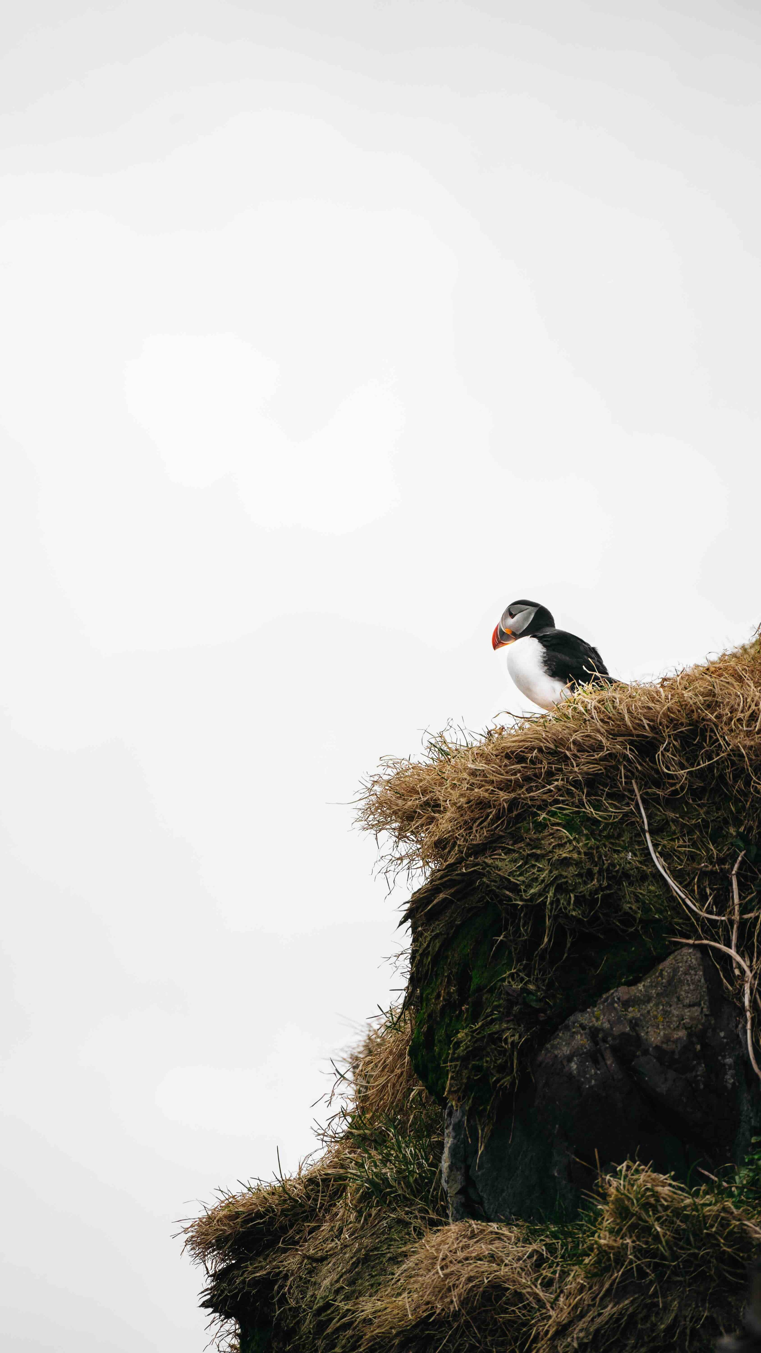 Puffin