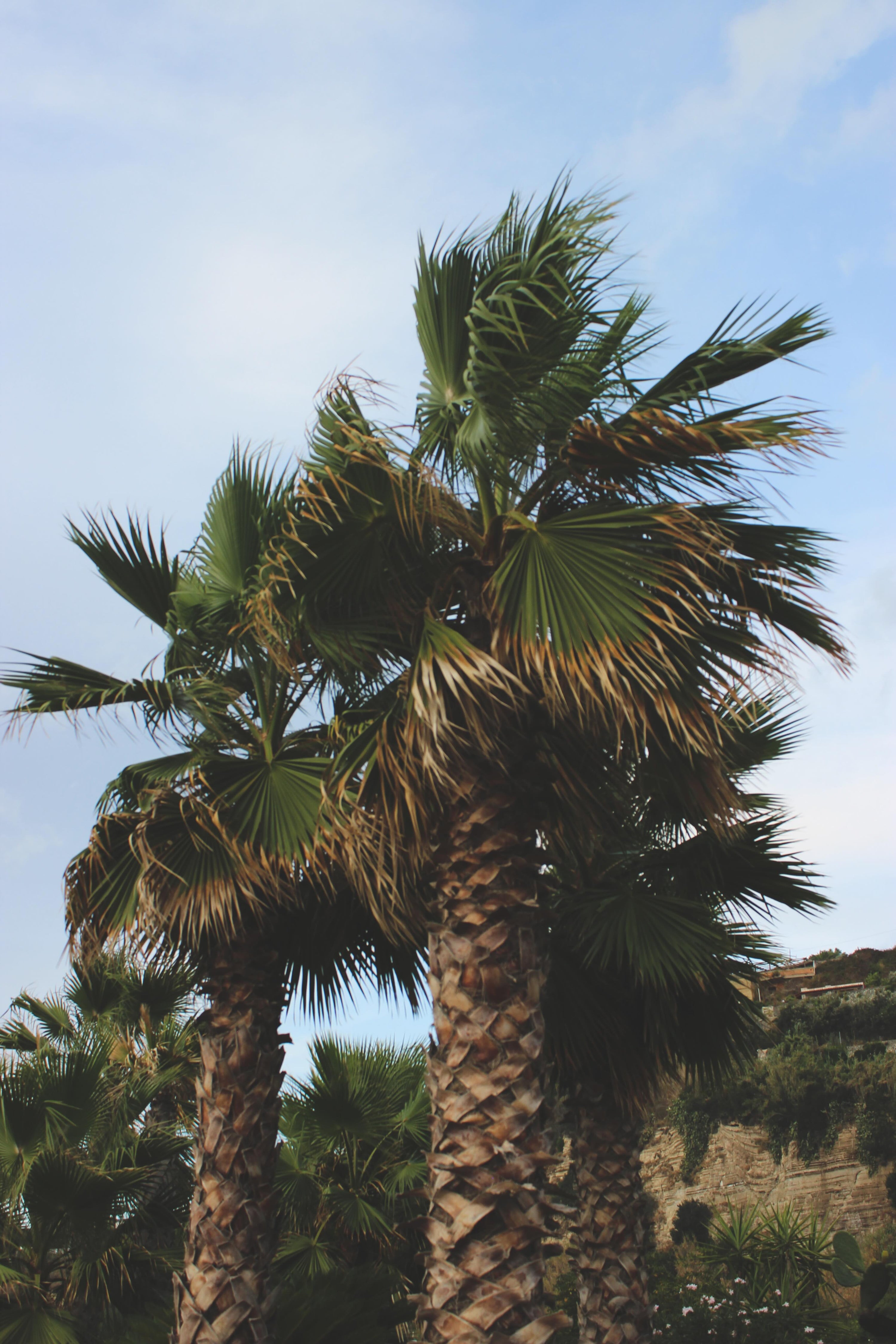 Tropical Club
