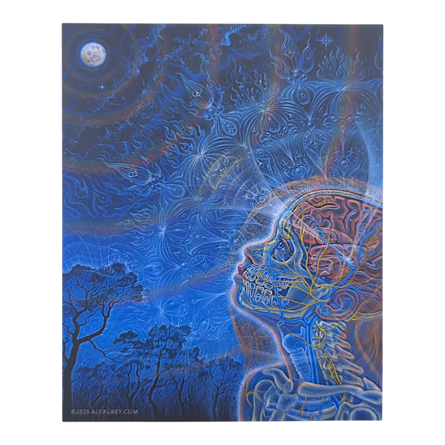 Alex Grey Wonder Sticker - Arte House