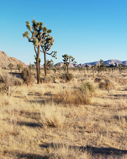 Desert landscape with Joshua trees under a clear blue sky