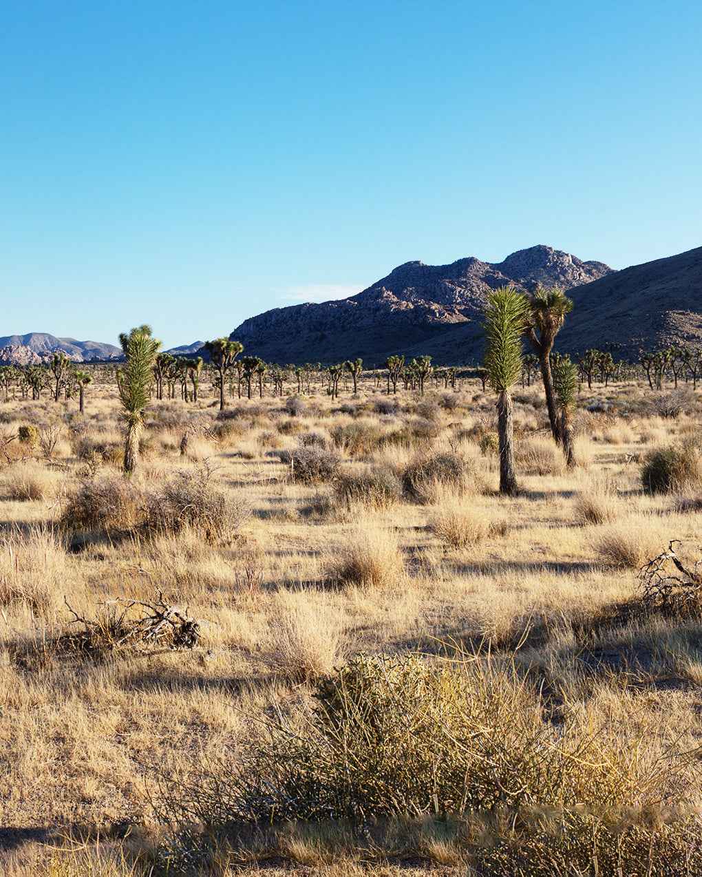 Joshua Tree Panorama 60"x 32" Landscape Framed Fine Art Photograph