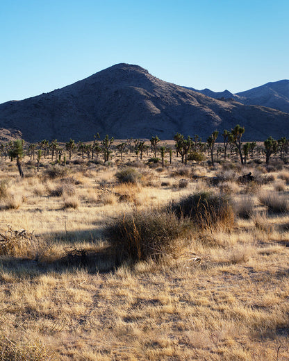 Desert landscape with Joshua trees and mountains under a clear blue sky