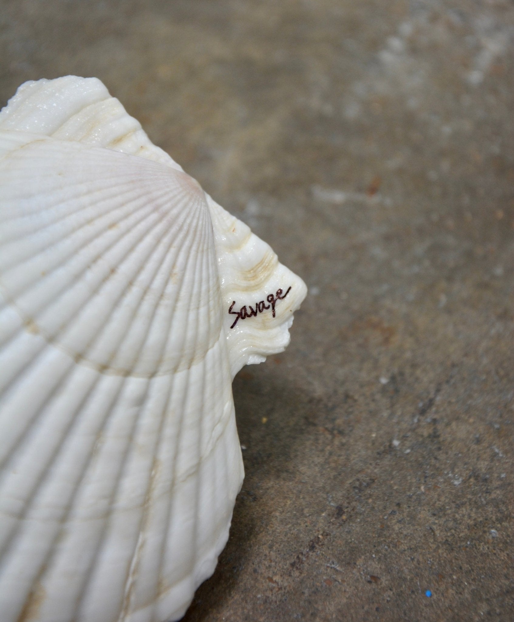 MATCH MADE IN SHELL TRAY - Arte House
